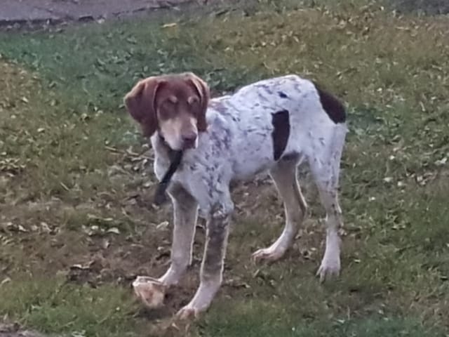 Quelle est la race ?