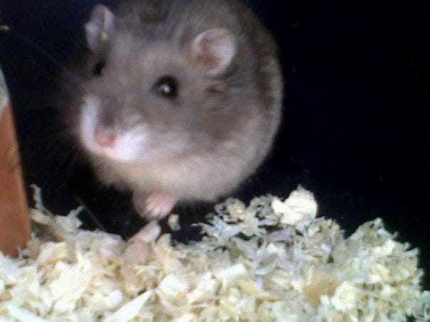 Pourquoi mon hamster a t'il sa ?