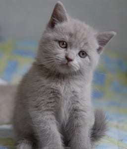 Cherche british shorthair 