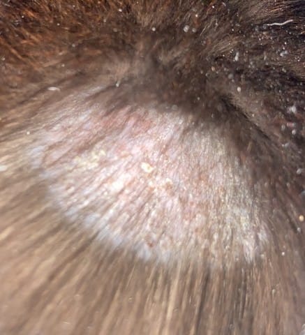 Chat qui a un trou dans son pelage