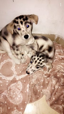 Connaitre la race de mes chiots