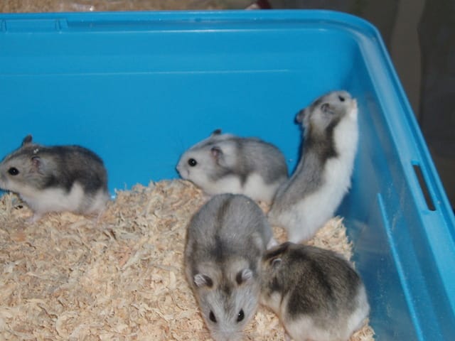 donne bebe hamster russe