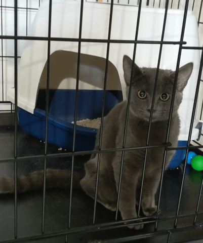 Cette chatte se rapproche-t-elle d'une race ?