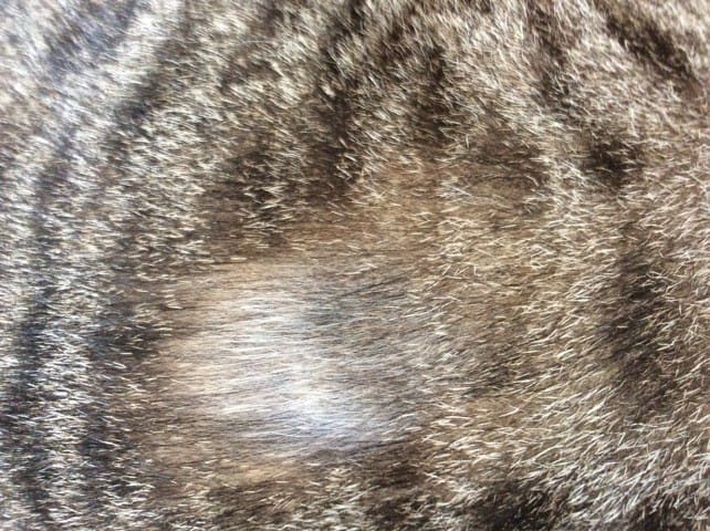 Partie de la fourrure ayant un aspect anormal