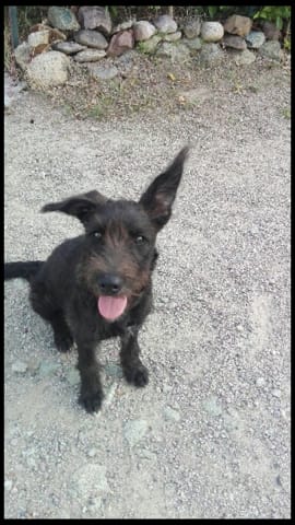 Chiot 5 mois type griffon terrier