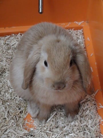 Donne Lapin nain belier 