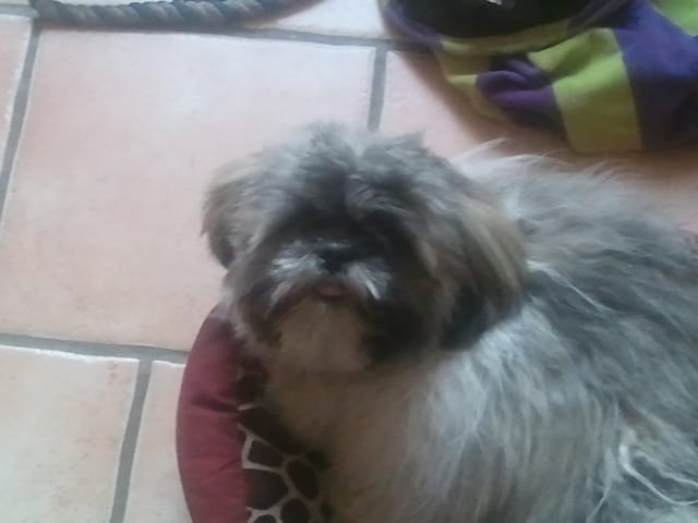 Mon Shih Tzu peut-il se baigner dans la mer ?