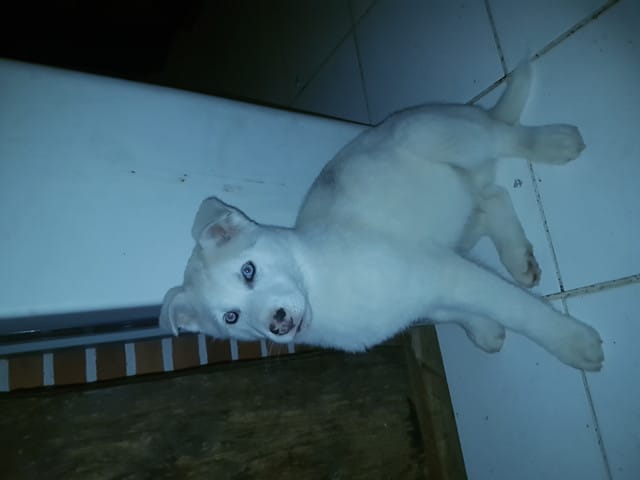 Oreille husky