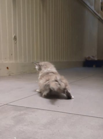 Poil long ou mi long  ?