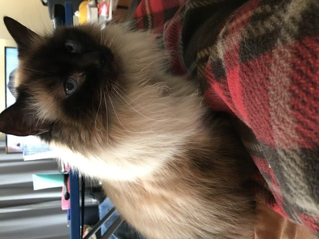 Constipation chat après visite vétérinaire