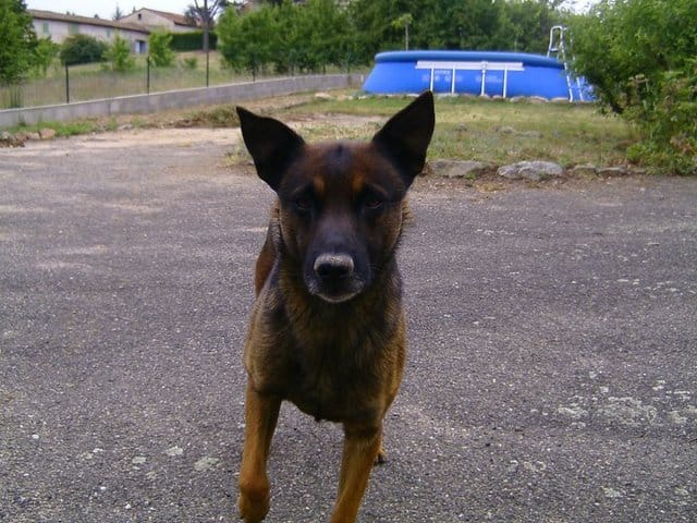 Impossible de promener mon chien