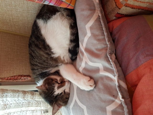 chat et la mauvaise halène