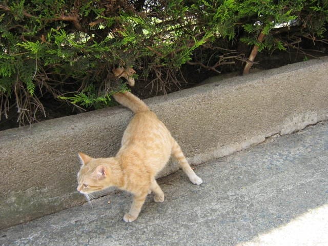 nouveaux chat abandonné