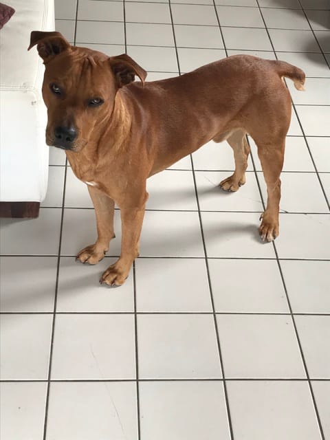 Question sur American staff