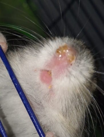 Mon hamster a la truffe en mauvais état