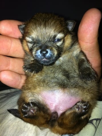 bébé spitz nain