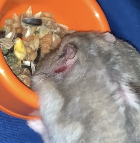 Hamster malade