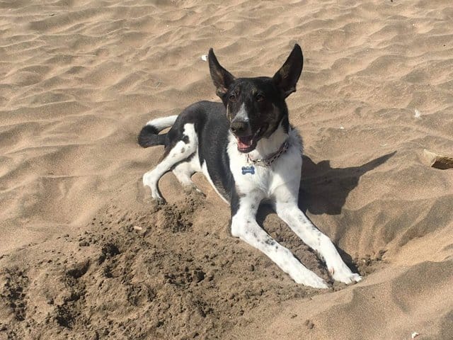 Chien croisé au Maroc - Problèmes de patte