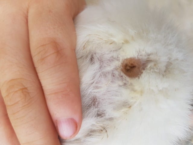 Sexe petits cochon d'inde