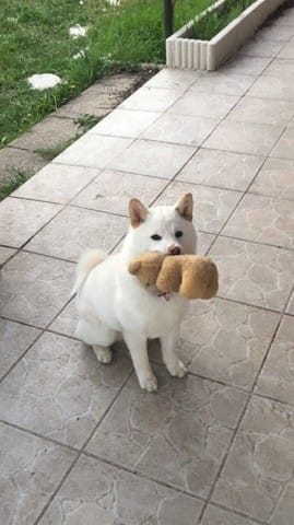 Shiba Inu - Quelques soucis