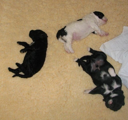 je vais avoir un chiot!!!