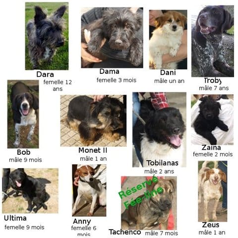 SOS, des chiens a sauver !
