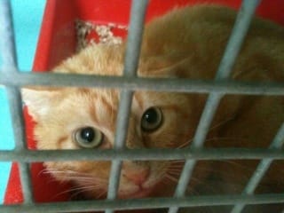 SOS 3 chatons, 1 maman, 1 papy et 9 adultes.