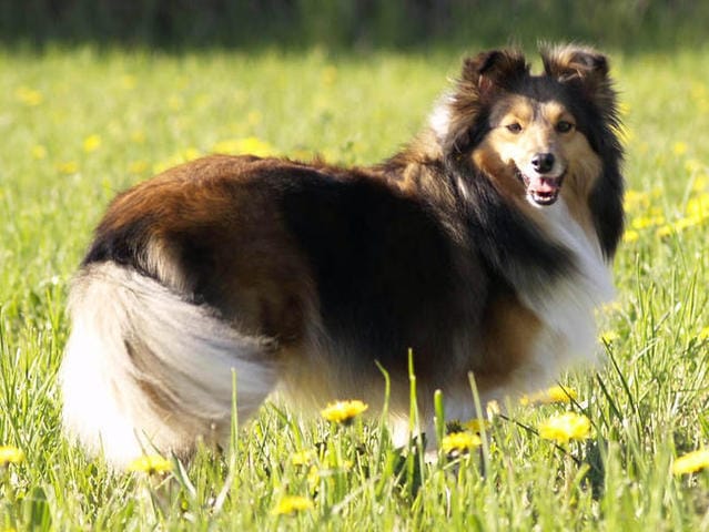 Que penser vous sur les berger des shetland?