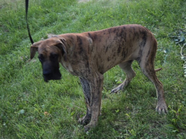 Chiots dogue allemand L.O.F