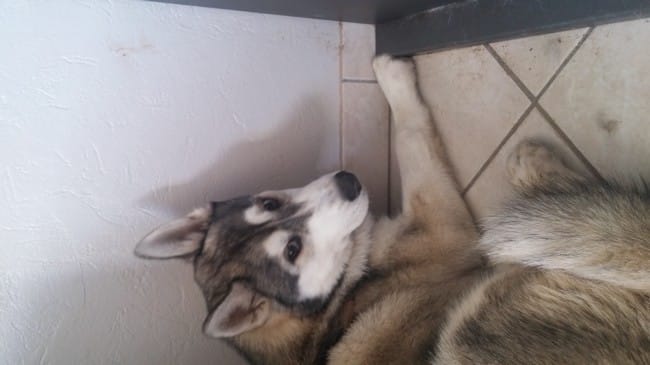 husky sibérien très timide ! (4 mois)