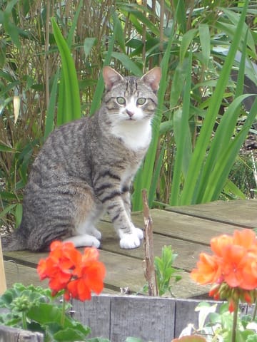 Cherche bonne famille pour jeune chat