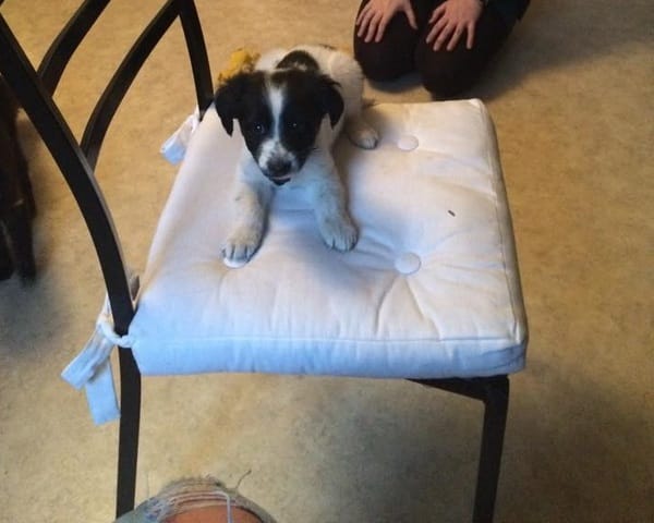 Quel race est se chien ?