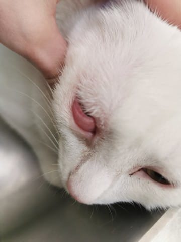 3éme paupière s'est fermé et gonfler (chat)