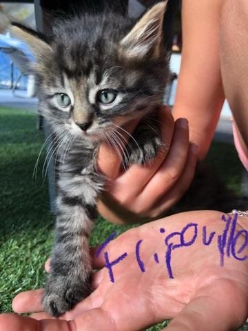 Pelage des chatons, poil court ou long ?