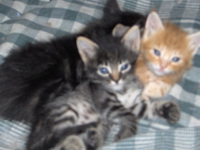 Chatons cherchant maitre