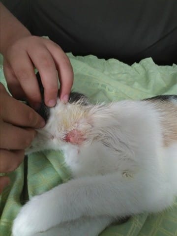 Mon chat a des blessures au niveau du cou