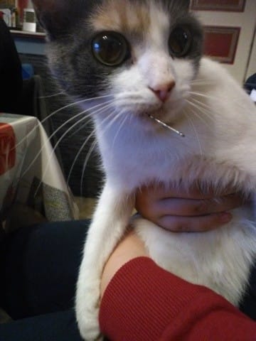 Mon chat a un hameçon dans la gueule