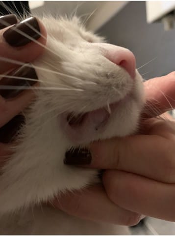 Point noir lèvre/gencive chat