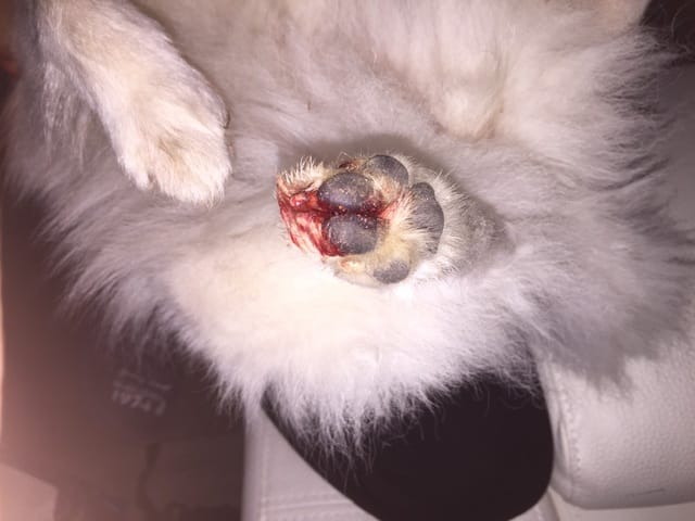 Ma chienne saigne des pattes