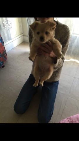 Quelle race de chien est ce ?