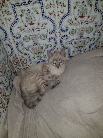 Qui connaît la race de ce chaton
