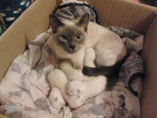Voici la future maman de mon chaton !