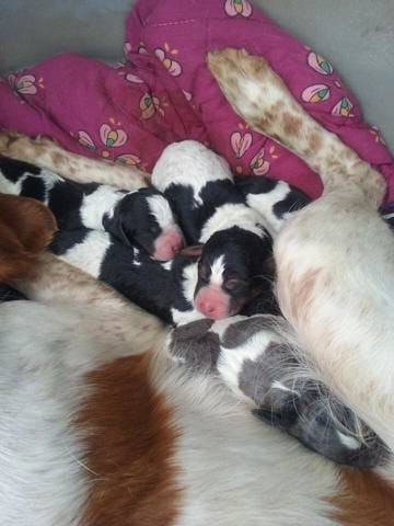 Donne 3 chiots mâles contre bon soin