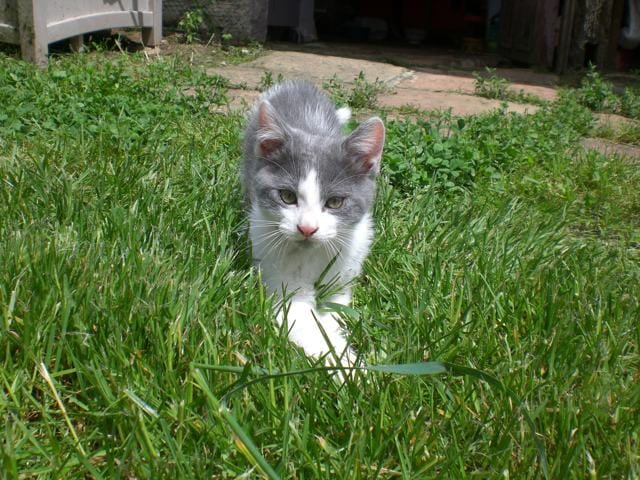 mise bas de 4 chatons