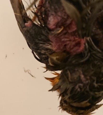 Urgent : couple de rouge gorge pris dans piège à colle pour eat