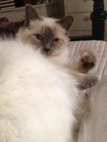 "vos experiences " faire saillir votre chatte :)