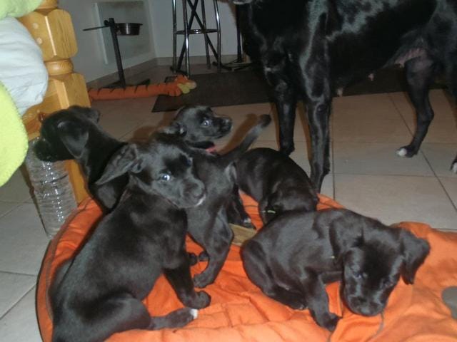 3 chiots pour l'adpotion