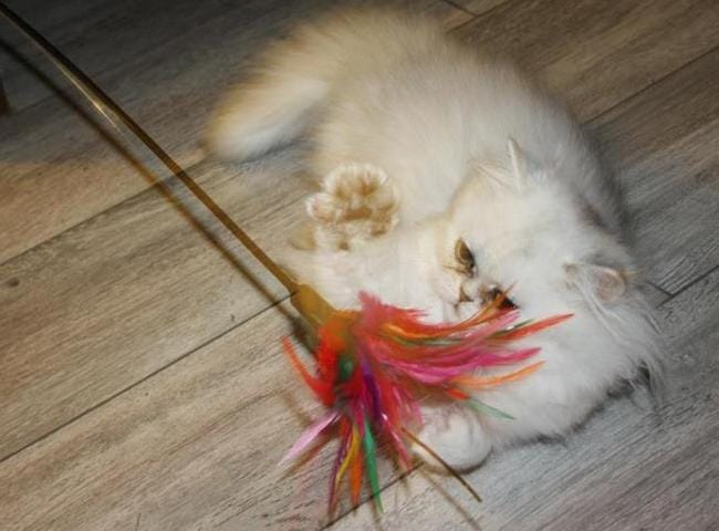 miaulemenents de mon chaton 