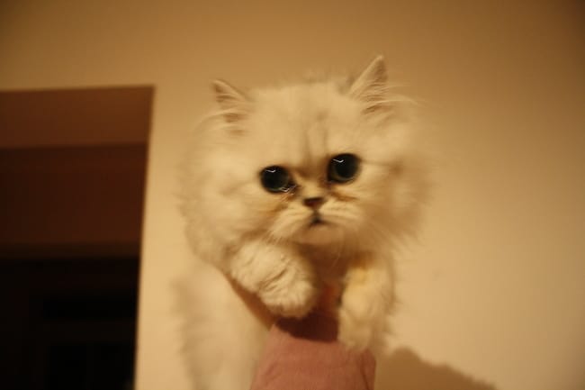 aux personnes qui ont des persans " brossage " 