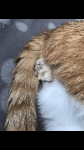 Plaie après castration